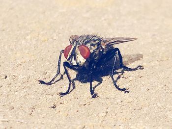 Close-up of insect on sand