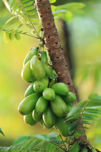 Close-up of fruits growing on tree