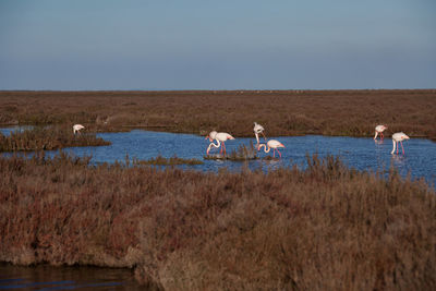 Flamingos in swamp against clear sky