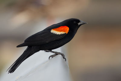 Close-up of a bird