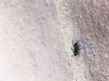 Close-up of insect perching on wall