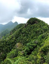 Scenic view of forest against sky