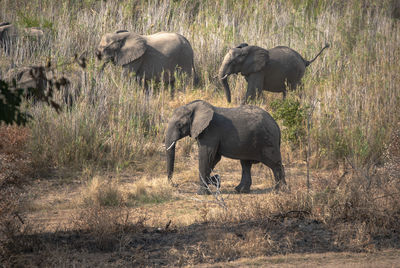 African elephants in south africa