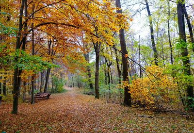 Trees in forest during autumn