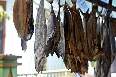 Close-up of dead fish hanging on clothesline