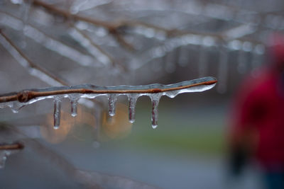 Close-up of raindrops on frozen plant