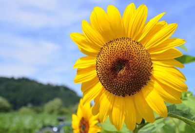 Close-up of sunflower