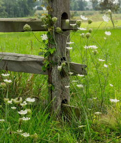 Close-up of plants growing in field