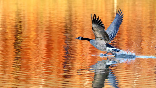 View of birds flying over lake