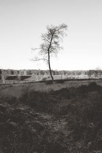 Bare tree on landscape against clear sky