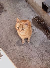 Portrait of cat