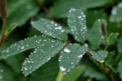 Close-up of wet leaves on rainy day