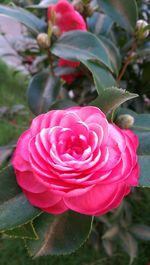 Close-up of pink rose