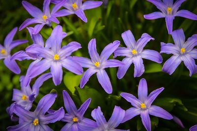 Close-up of purple flowers blooming outdoors