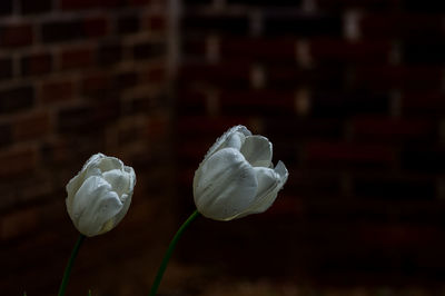 Close-up of white rose