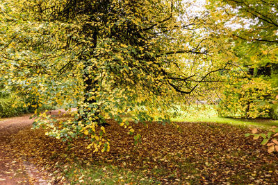 Trees in park during autumn