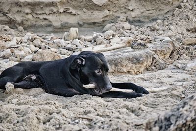 Cat lying on rocks