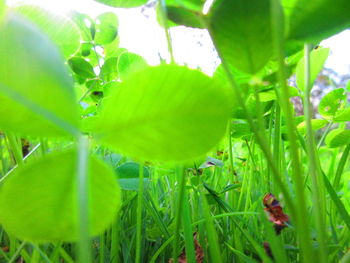 Close-up of fresh green plant