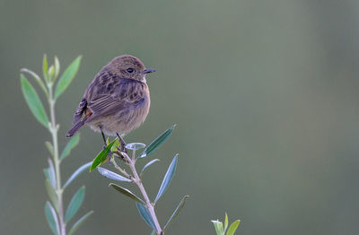 Close-up of bird perching on plant