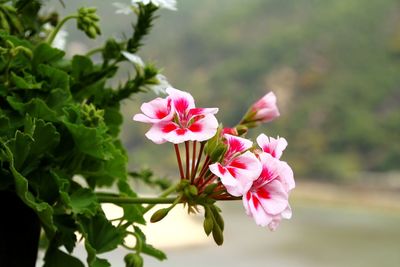 Close-up of pink flowering plant