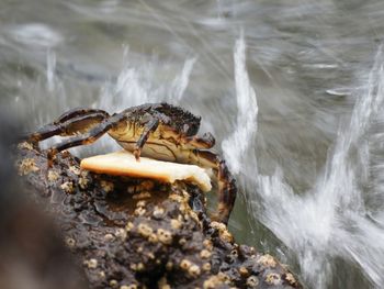 Close-up of crab on rock in sea