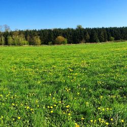 Scenic view of grassy field against blue sky