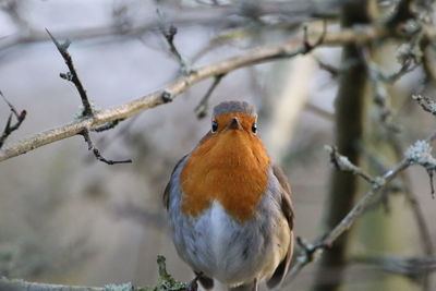 Close-up of a bird perching on branch