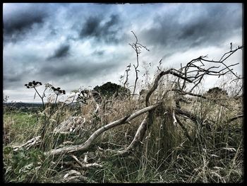 View of field against cloudy sky