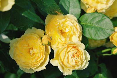 Close-up of yellow flowering plant