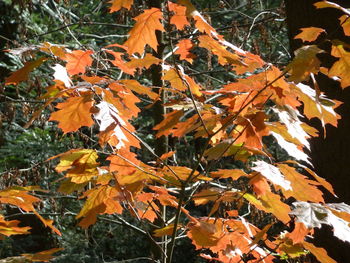 Close-up of maple leaves on tree during autumn