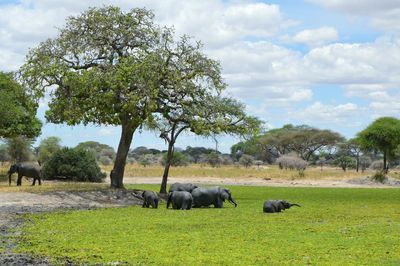 Horses grazing on field against sky