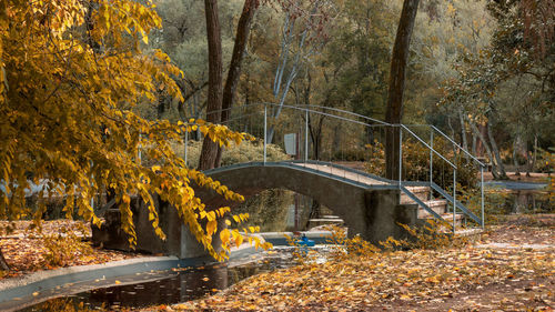 Plants growing by stream in forest during autumn