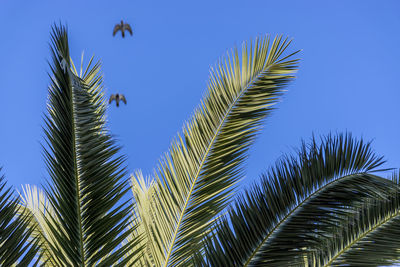 Low angle view of palm tree against clear blue sky