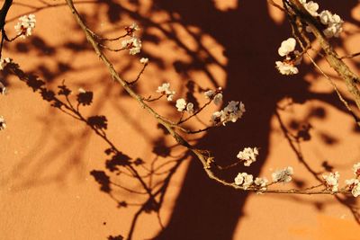 Close-up of flowers on branch