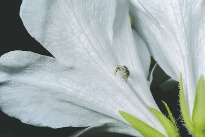 Close-up of white flower