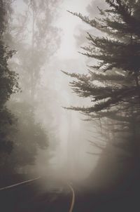 Trees in foggy weather