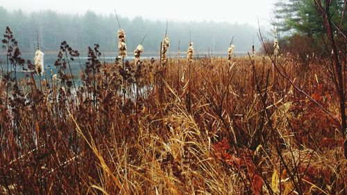 Crops growing on field