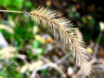 Close-up of plant