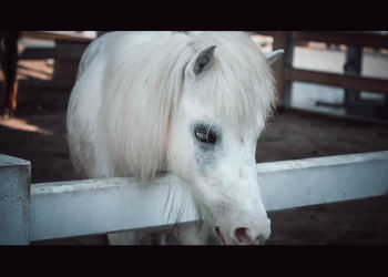 Close-up of horse