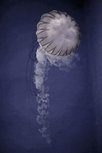 Jellyfish swimming in sea