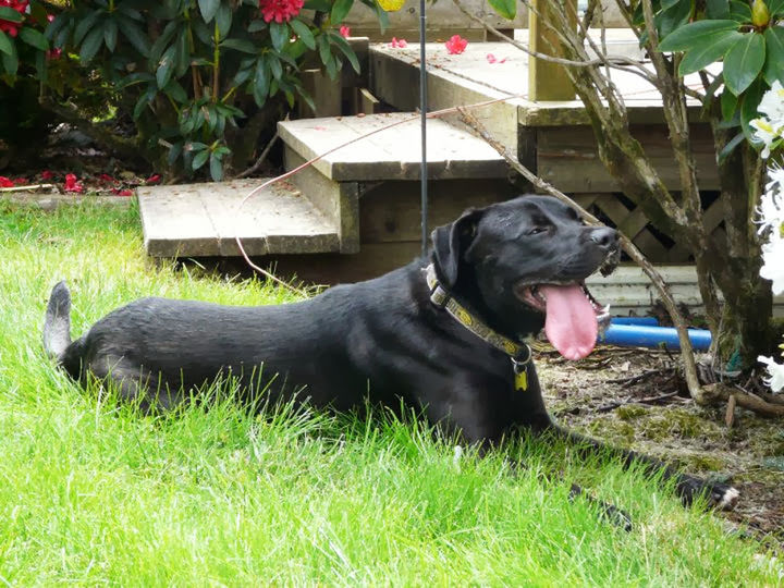 Longest tongue ever