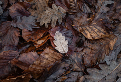 Full frame shot of dry leaves