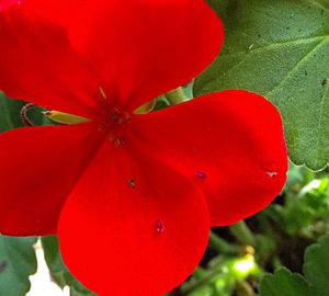 Close-up of red flowers