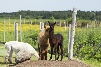 Cute juvenile alpacas standing close on dirt mound staring with timid expression