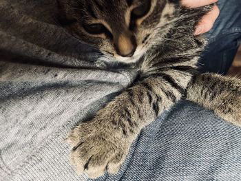 Close-up of a cat lying on bed