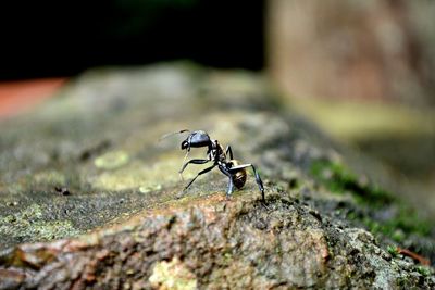 Close-up of insect