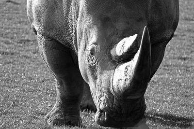 Close-up of a rhinocerous in a field