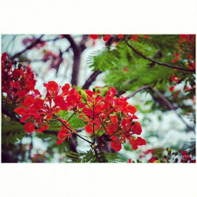transfer print, red, flower, auto post production filter, growth, focus on foreground, freshness, fragility, close-up, beauty in nature, plant, nature, petal, leaf, day, blooming, selective focus, branch, no people, outdoors