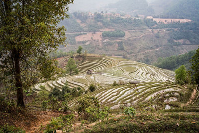 Scenic view of agricultural field