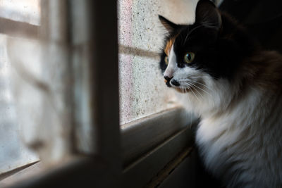 Close-up of cat seen through window